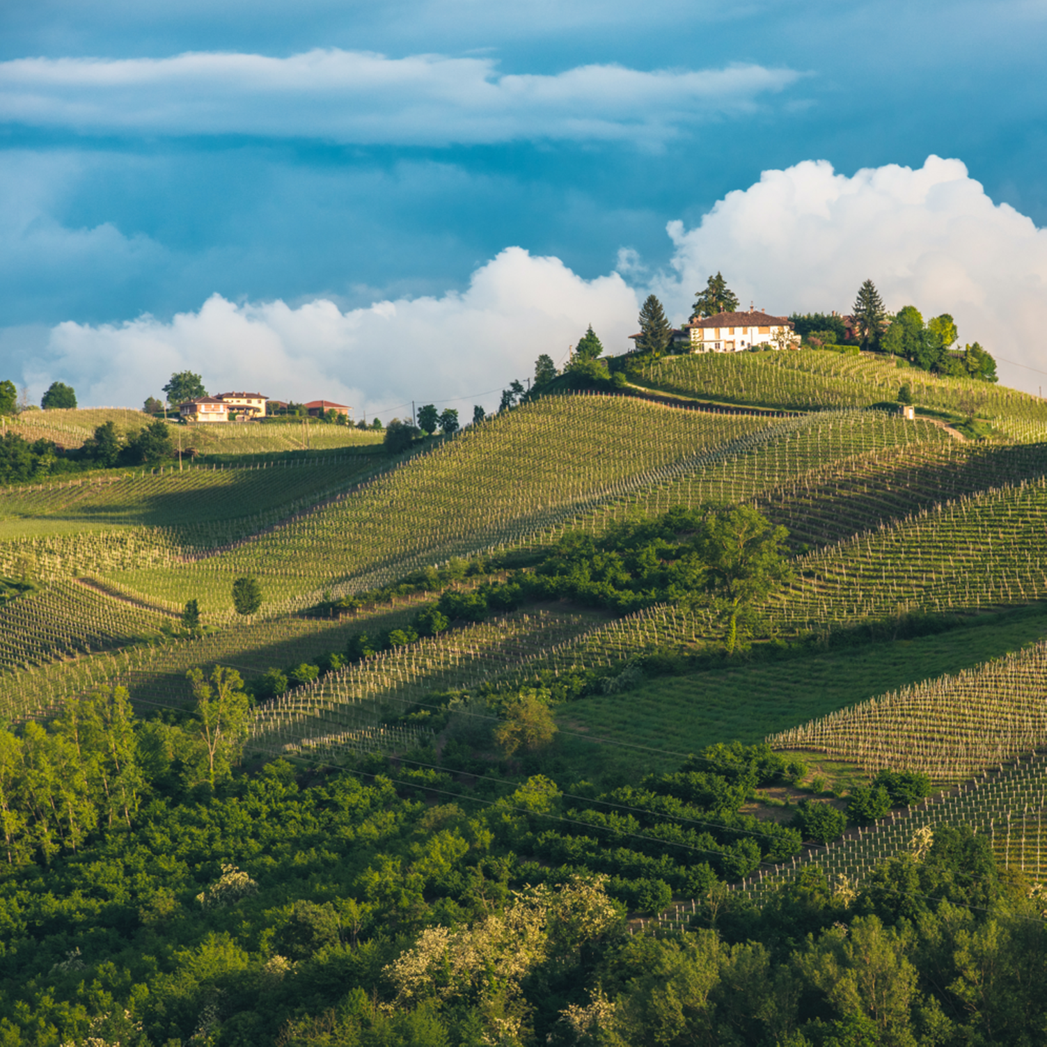Weinberge im Piemont