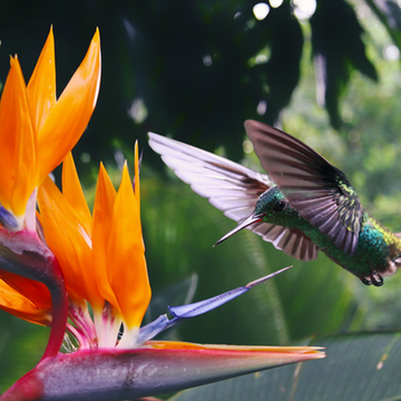 Un colibri butinant une fleur tropicale au Costa Rica