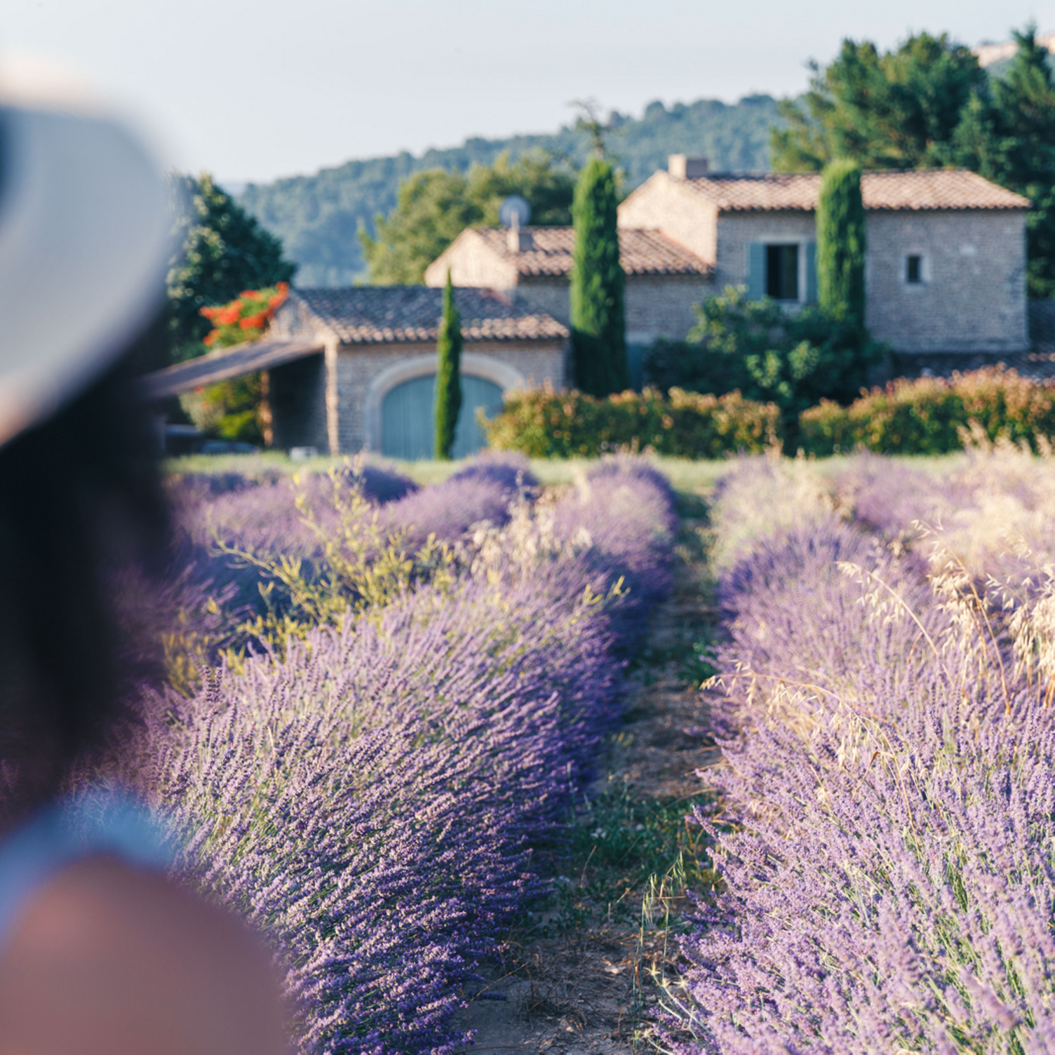 Femme devant des champs de lavande en Provence