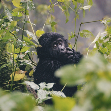 Un bébé gorille assis dans un arbre