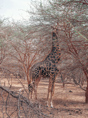 Une girafe dans la réserve de Bandia