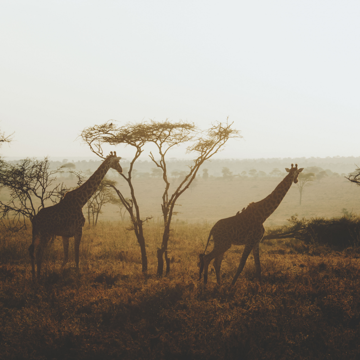 Girafes dans le parc du Serengeti