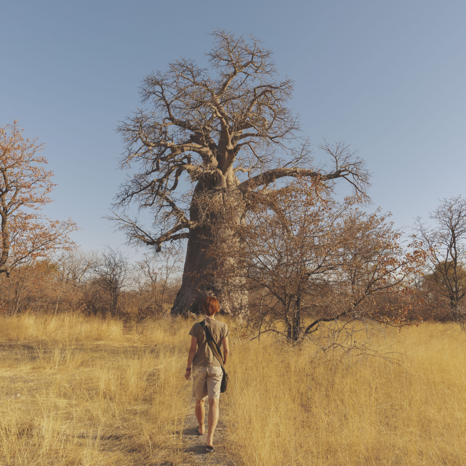 Un voyageur marchant dans la savane en direction d'un baobab
