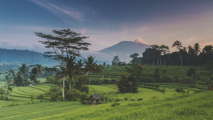 Vue sur les rizières à Bali avec le mont Agung en arrière-plan