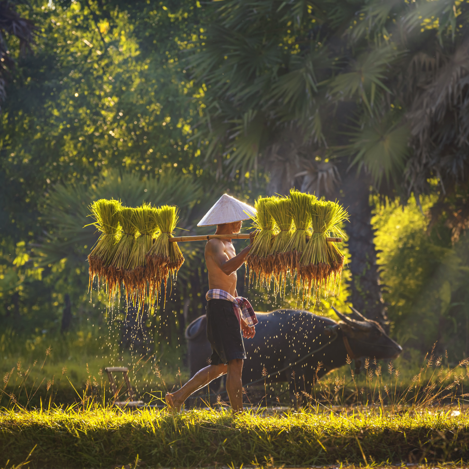 Un homme transportant du riz à planter à côté d'un buffle au Cambodge