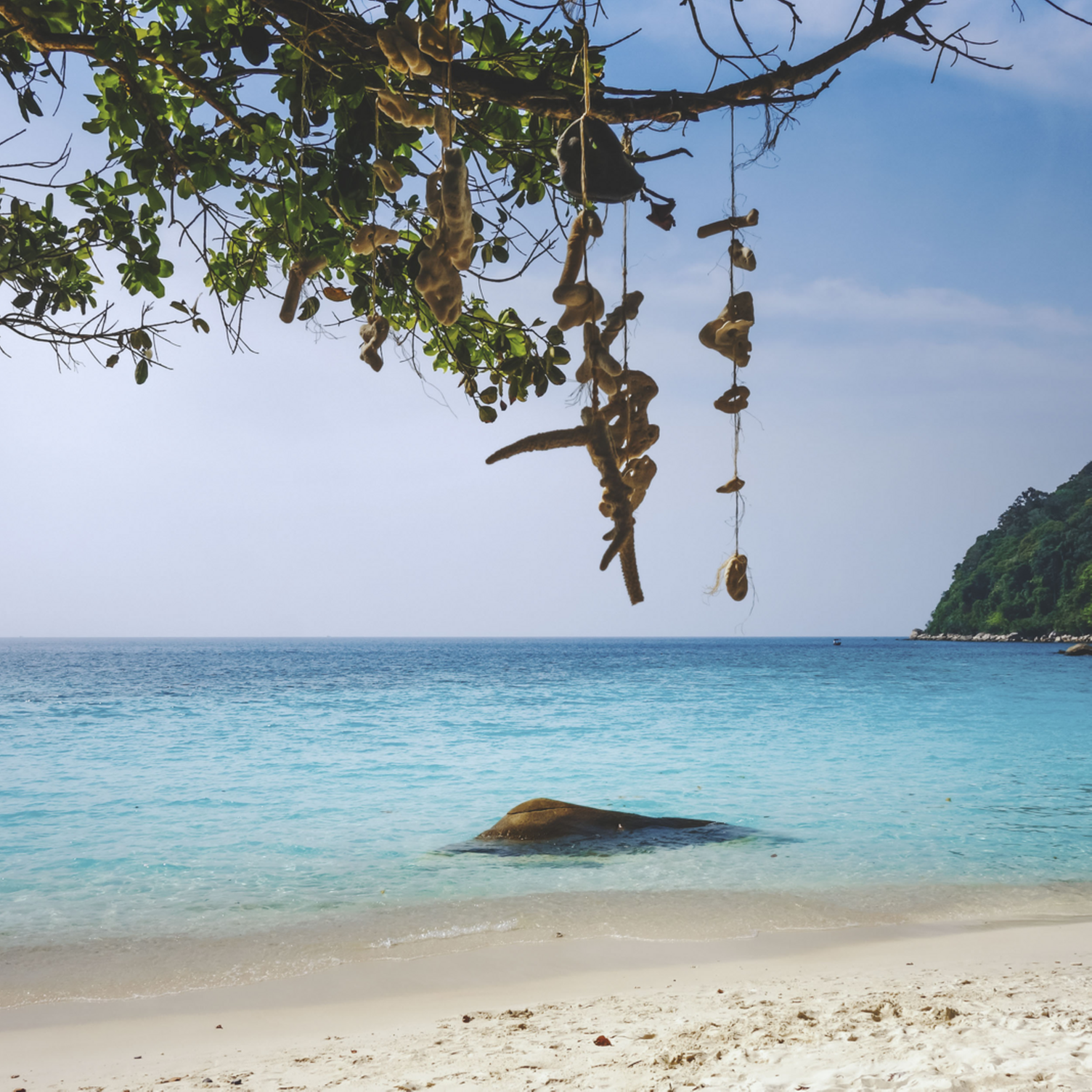 Corail suspendu aux arbres sur Turtle Beach dans les îles Perhentian en Malaisie