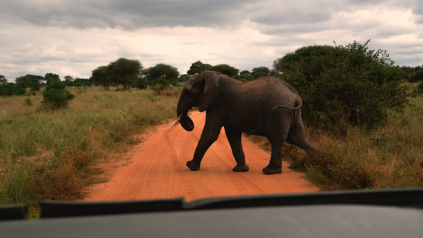 Un éléphant traversant une piste vu depuis un véhicule de safari