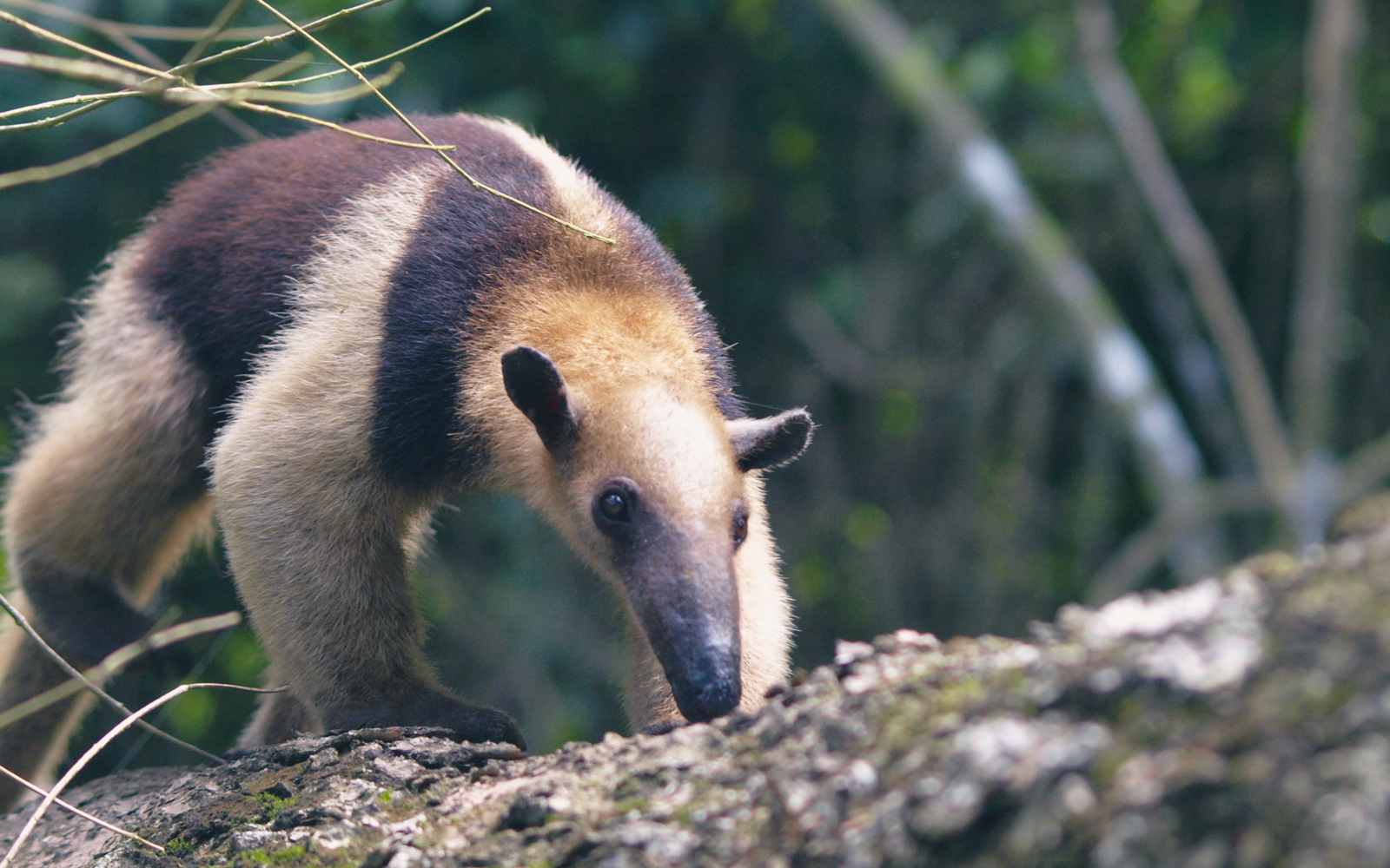 Observe exotic animals in Costa Rica's national parks | Evaneos