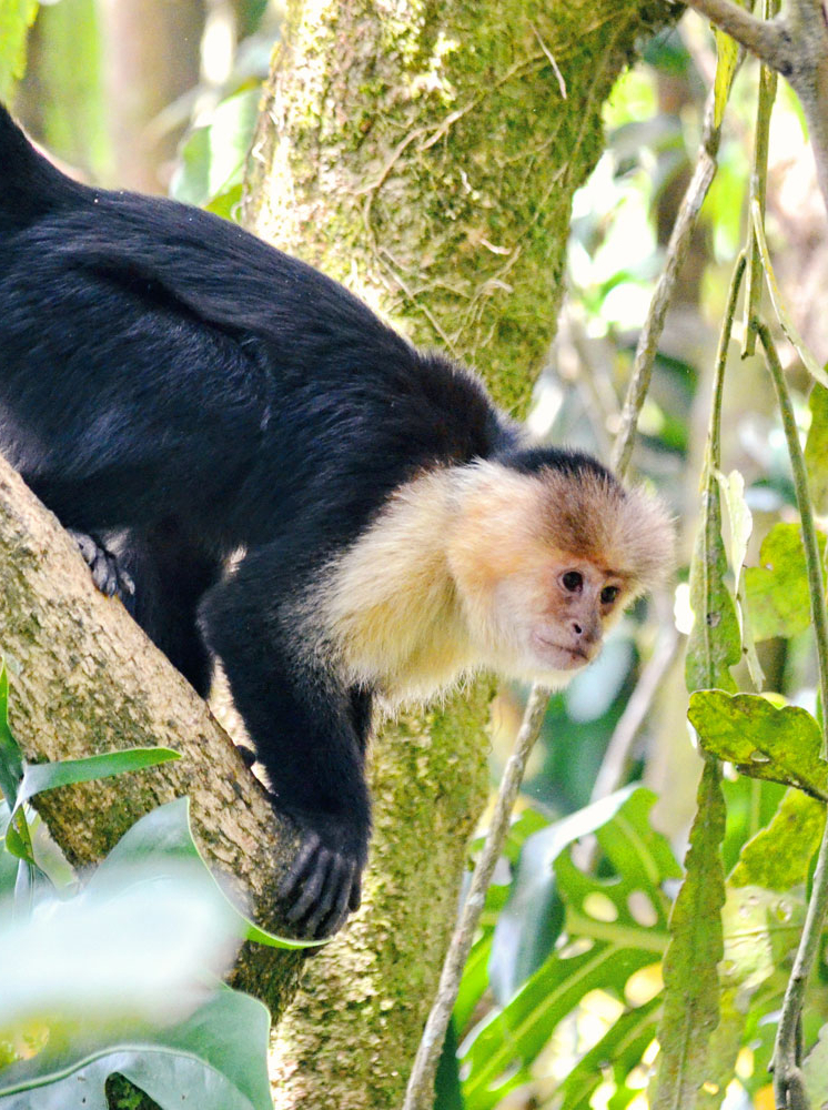 White-headed capuchin monkey, Monteverde, Costa Rica