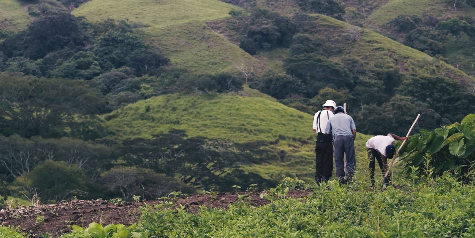 Three bean farmers in a wide vista from Costa Rica.