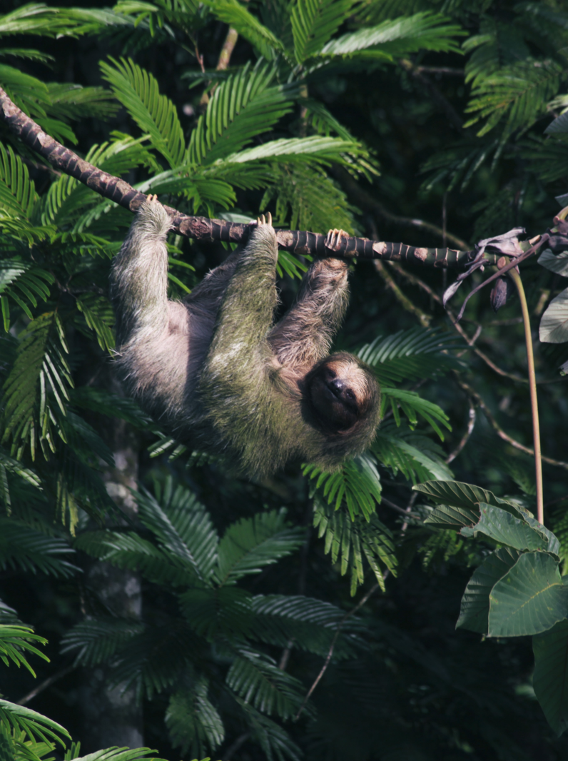 A Three-Toed Sloth hanging from a tree
