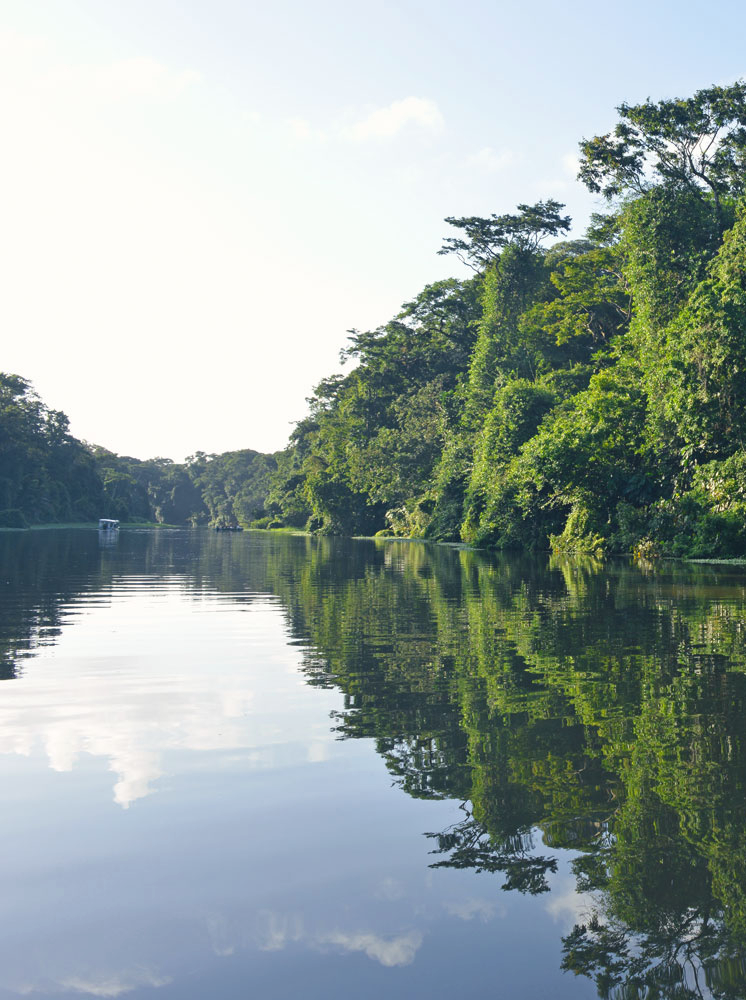 Green wall of lush tropical vegetation along Tortuguero channel, Costa Rica.
