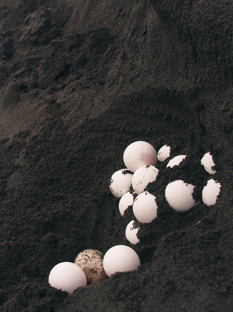 Sea turtle eggs in Tortuguero national park, Costa Rica