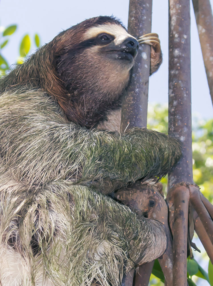 Three toed sloth climbing tree close up
