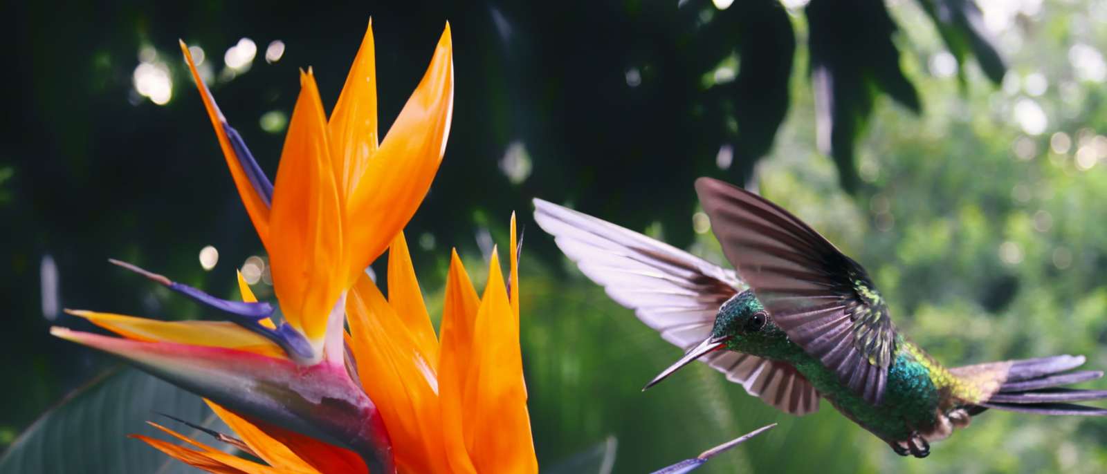 Flying Hummingbird at a Strelitzia flower