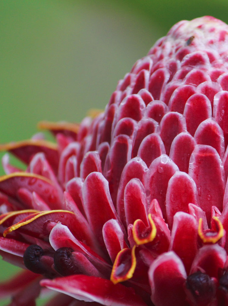 A tropical flower found in the Guanacaste province of Costa Rica.