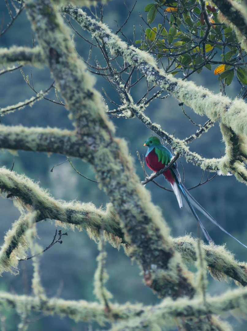 Profile of perched male Resplendent Quetzal in a cloud forest off Costa Rica, showing full length of cover feathers