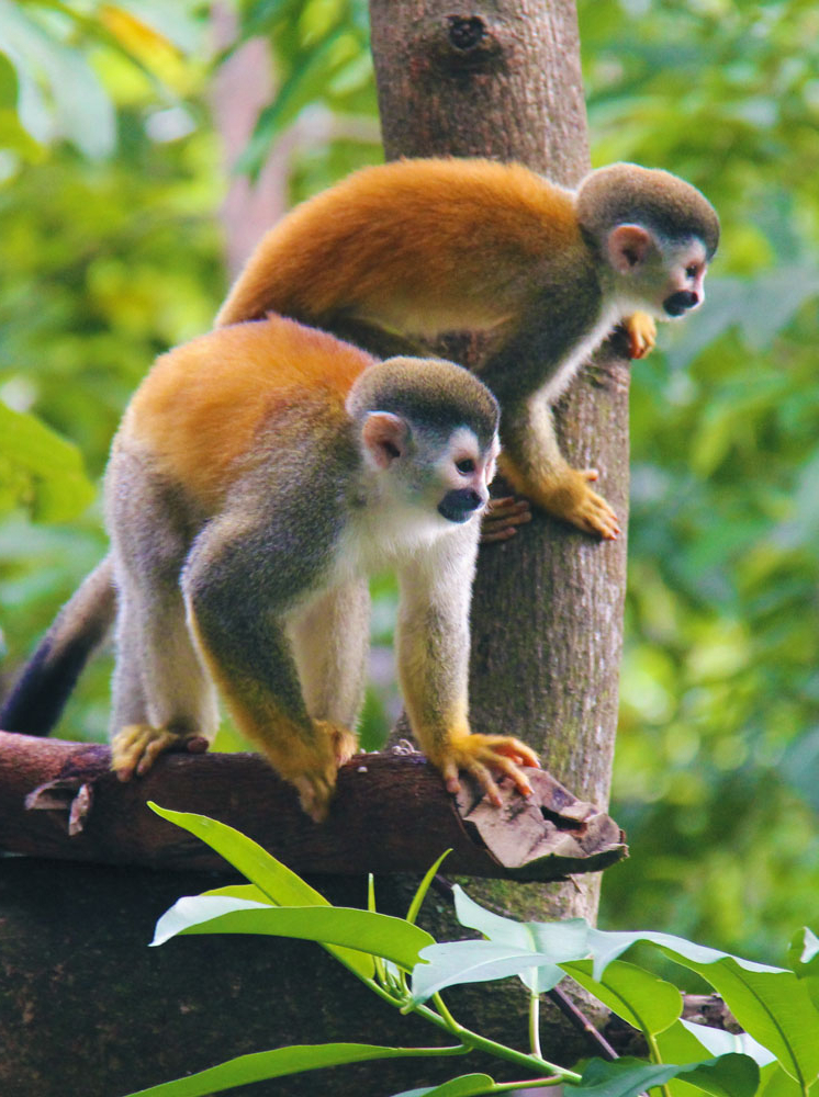 two wild monkeys in a Costa Rican jungle
