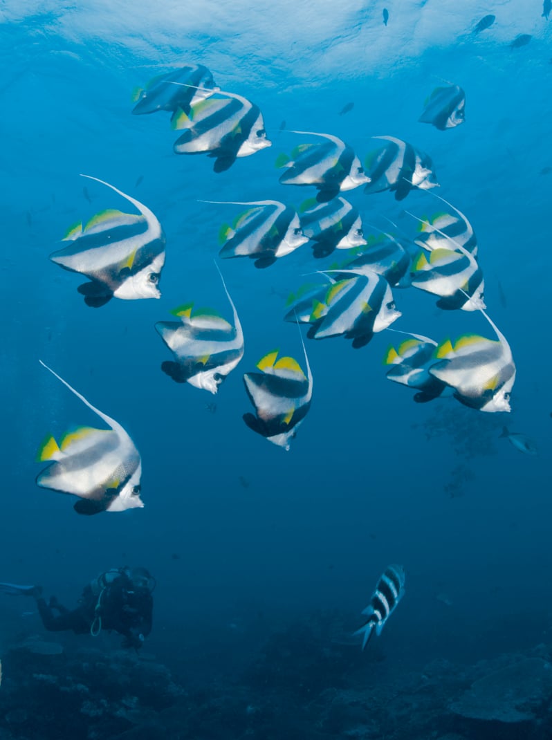 A school of longfin banner fish in an open blue ocean