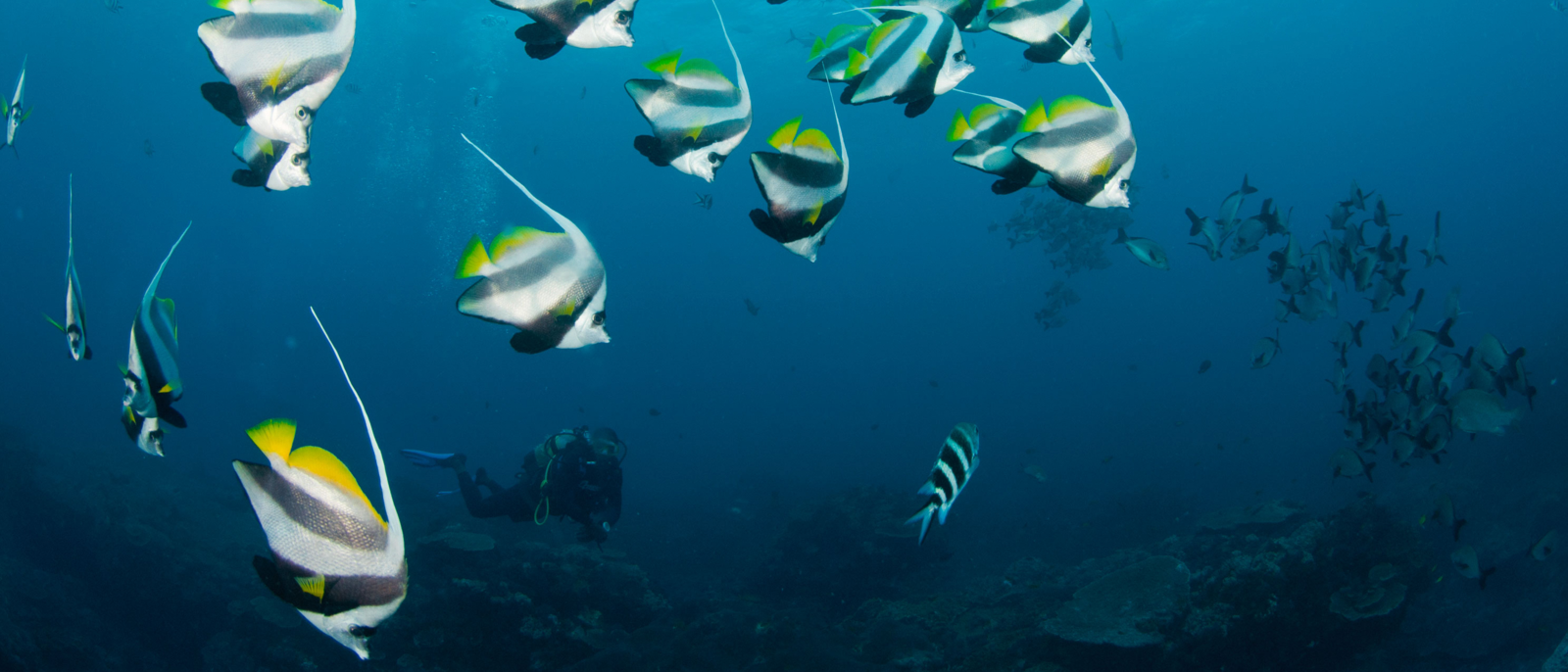 A school of longfin banner fish in an open blue ocean