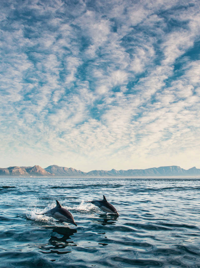 Group of dolphins, swimming in the ocean and hunting for fish. Dolphins swim and jumping from the water. The Long-beaked common dolphin (scientific name)