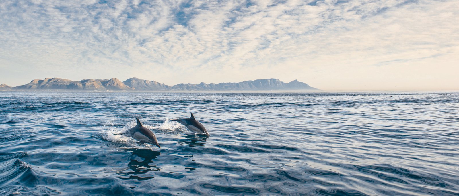 Group of dolphins, swimming in the ocean and hunting for fish. Dolphins swim and jumping from the water. The Long-beaked common dolphin (scientific name)