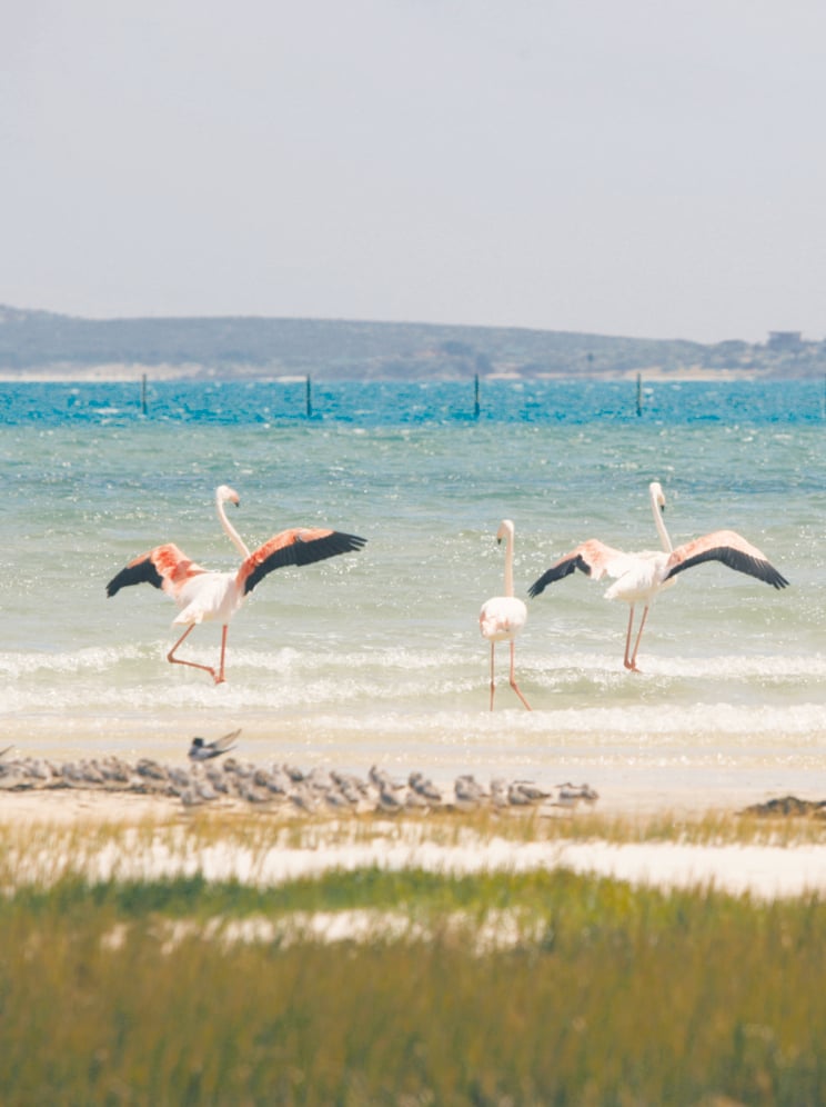 03 Flamingos in the turquoise water of the west coast national park near Langebaan in Western Cape Province, South Africa