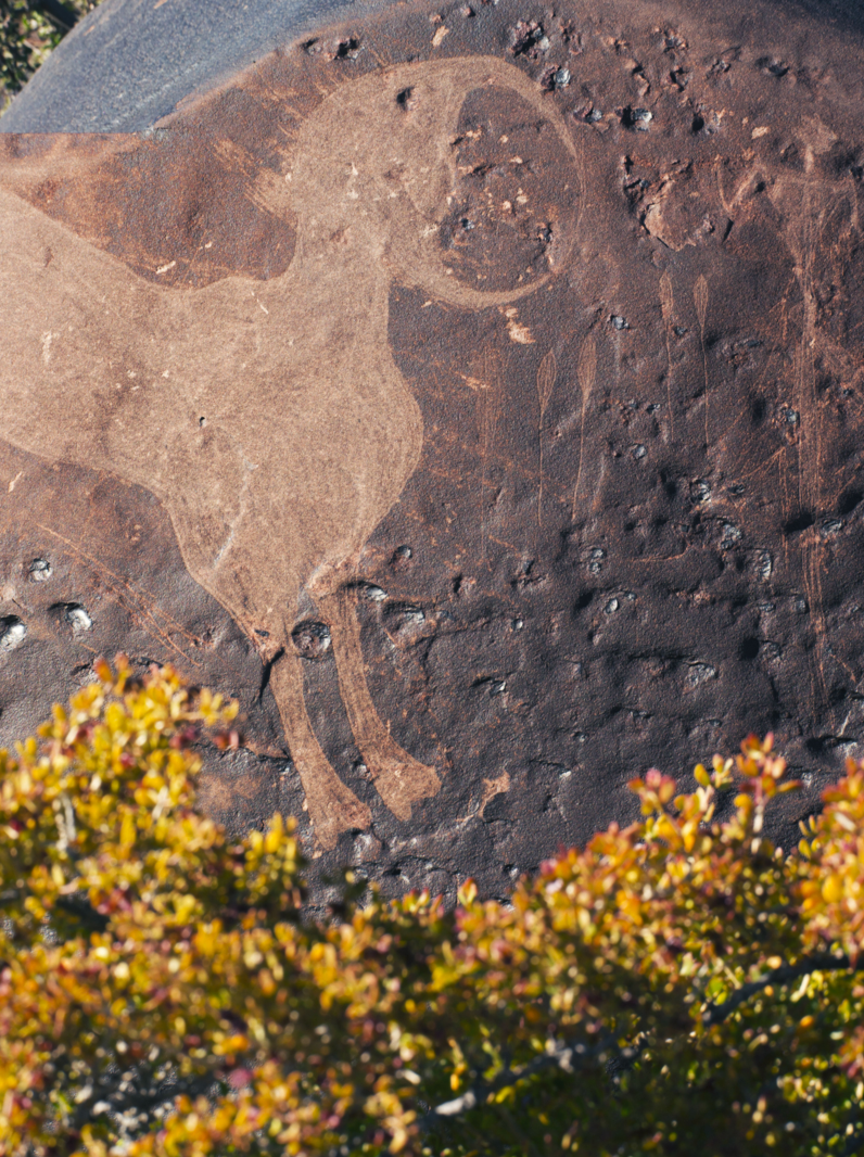 01 Mystical animals etched into stone by ancient Bushmen tribes in the Karoo, South Africa