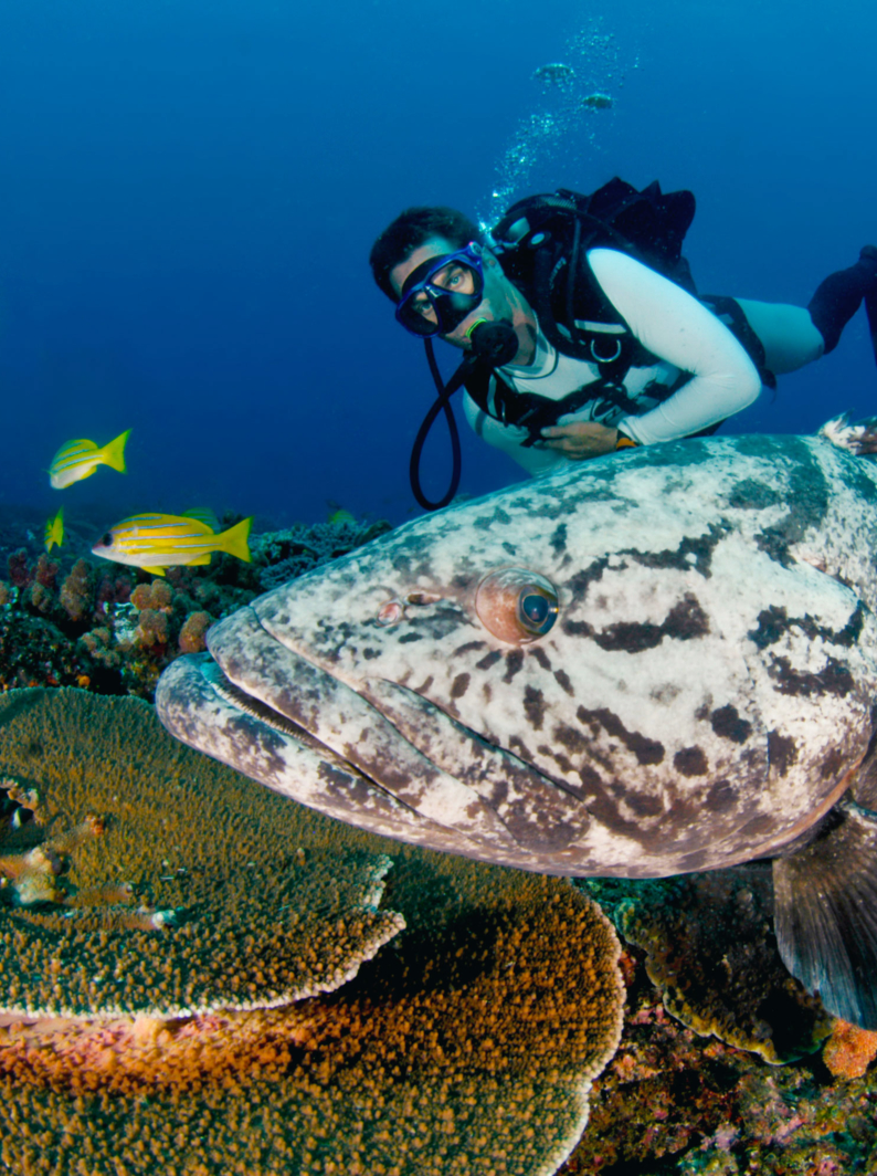 02 A inquisitive potato grouper, epinephelus tukula, swimming close by a scuba diver / 03 Homme tenant les mains dans un équipement de plongée sous-marine