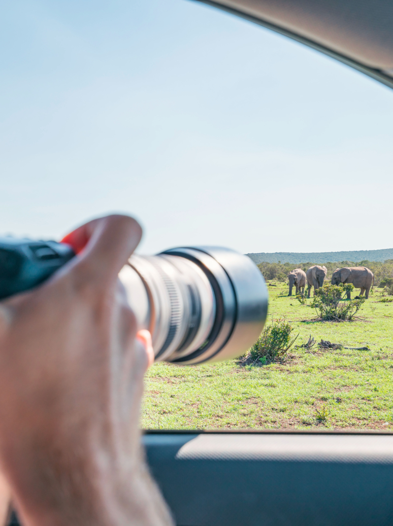 03 View of a young man taking a picture of an African elephant while on safari. Self driving safari in South Africa.