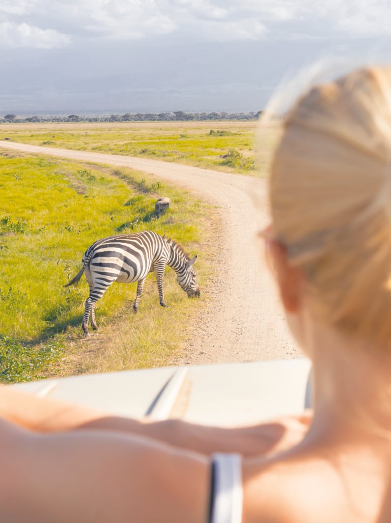 01 Woman on african wildlife safari observing zebras from open roof safari jeep. Rear view. Focus on zebra