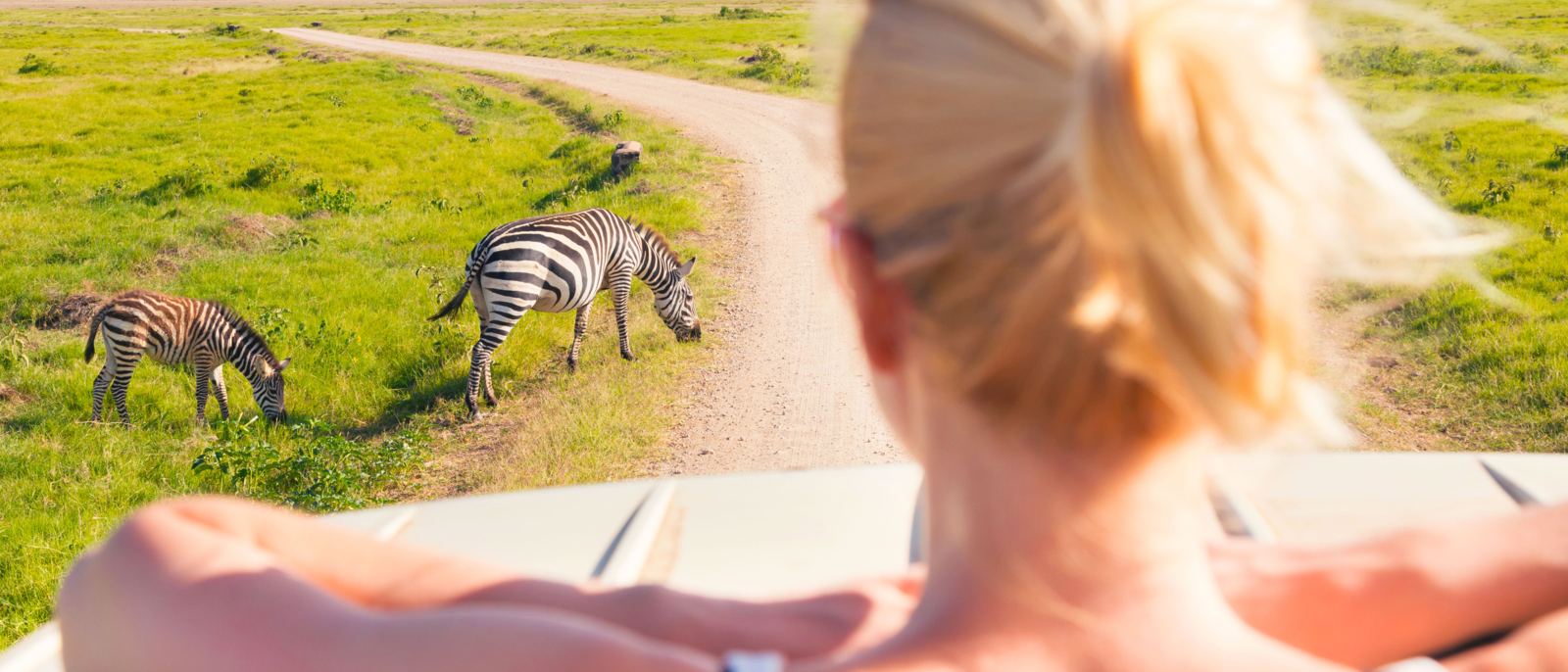 01 Woman on african wildlife safari observing zebras from open roof safari jeep. Rear view. Focus on zebra