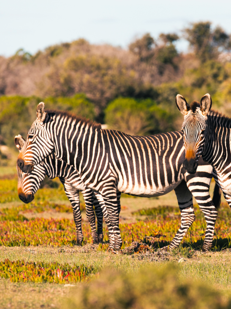 03 Mountain Zebra, Equus zebra, in the De Hoop national reserve, South Africa