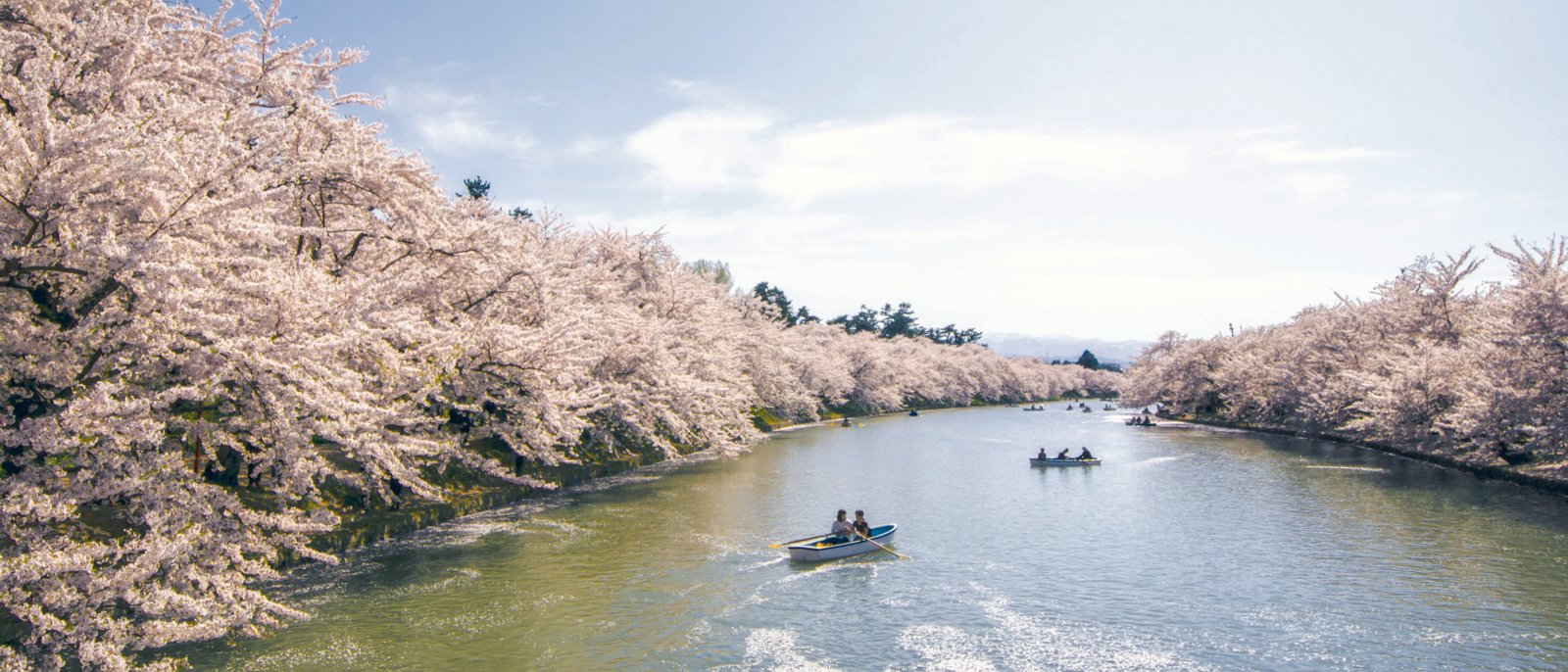 Cherry blossoms at the Hirosaki Castle Park in Hirosaki, Aomori, Japan