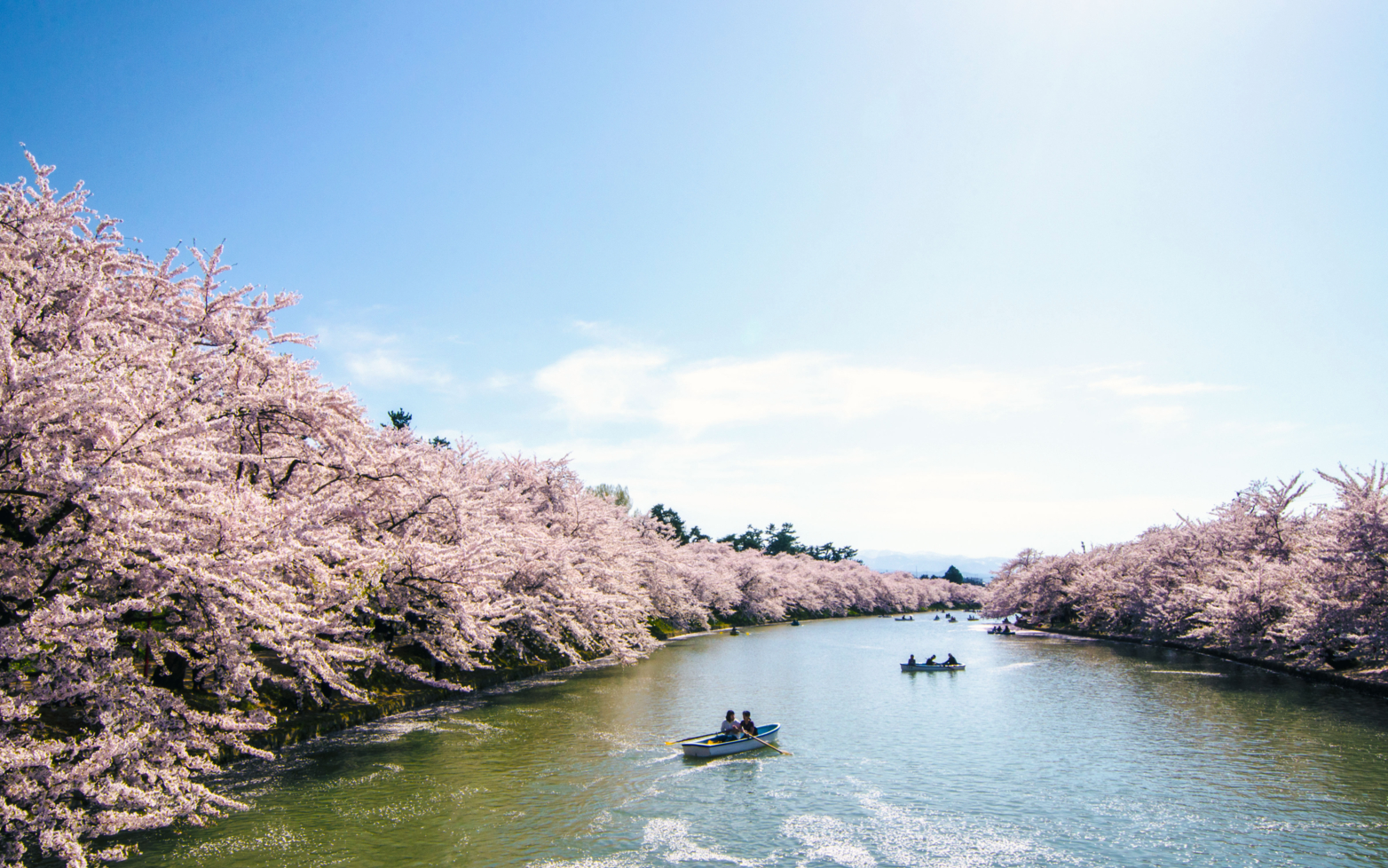 Sakura and Sport: The Enchanting Tale of the Japan Cherry Blossom