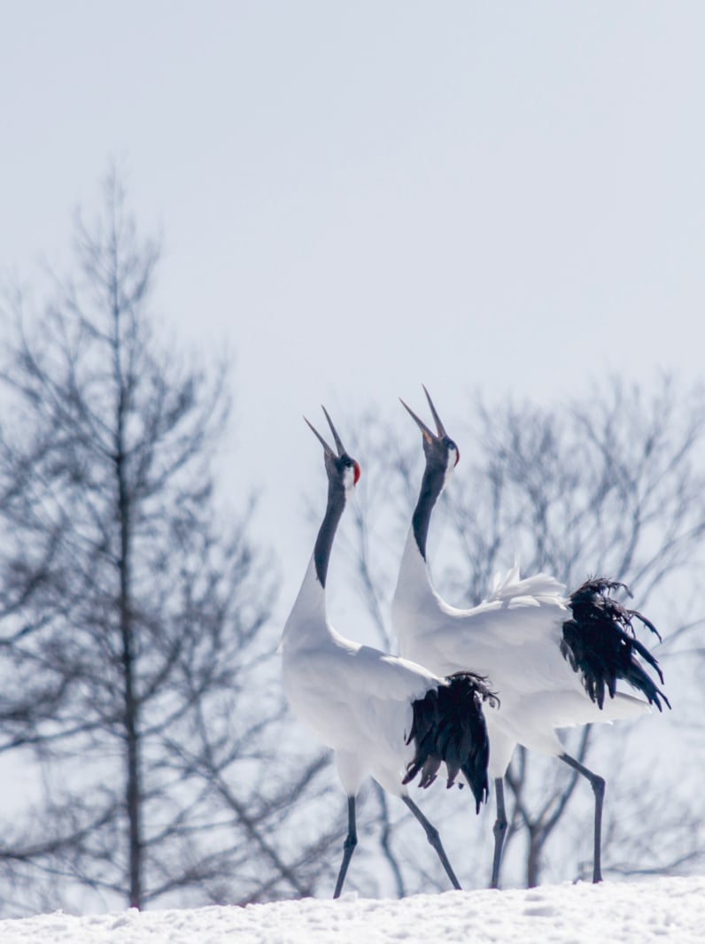 The red-crowned crane is one of Japan’s most charismatic and emblematic animals. At approximately four feet tall, the cranes dance, jump, and chase one another in a poetic courtship display of great importance since they mate for life; their exuberant calls ring throughout the mountain valleys.