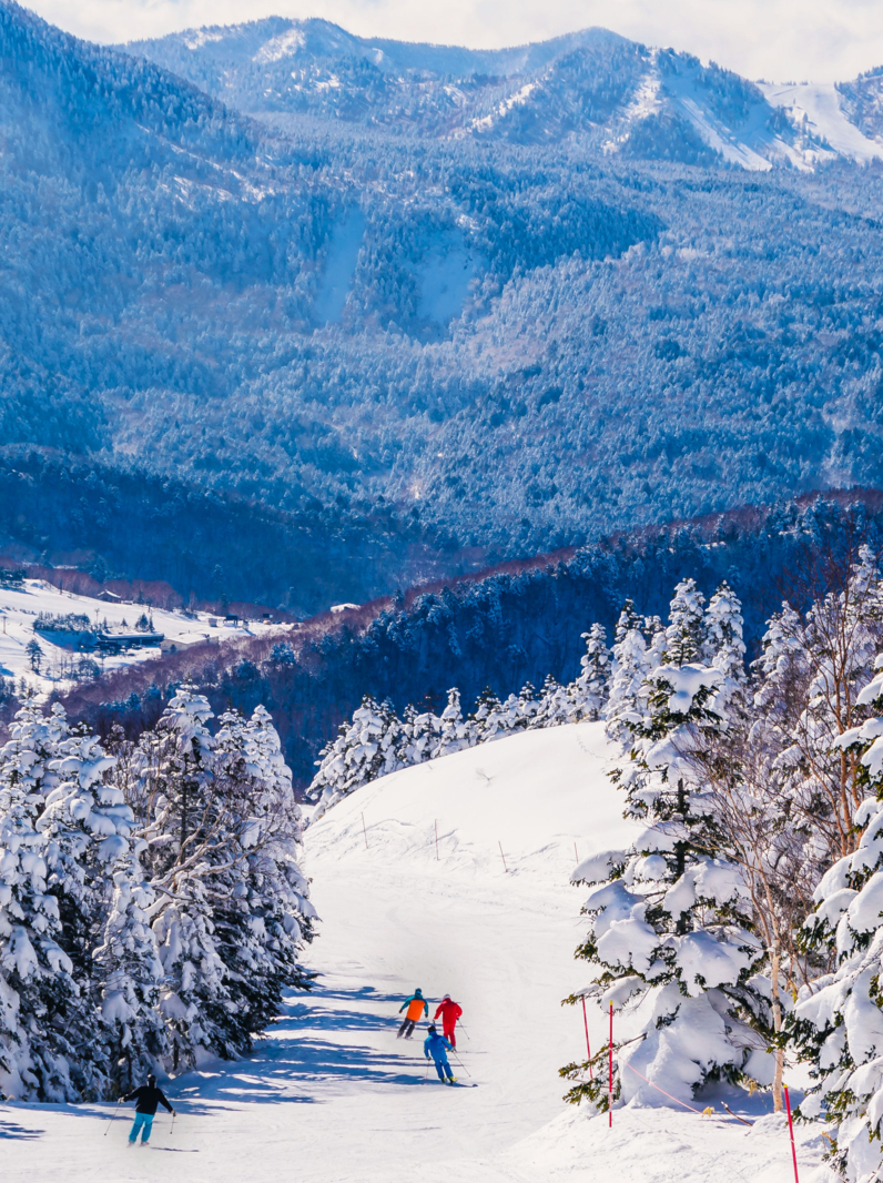 Panorama of ski resort, slope, skiers among white snow pine trees, sunny day, Shiga Kogen, Japan