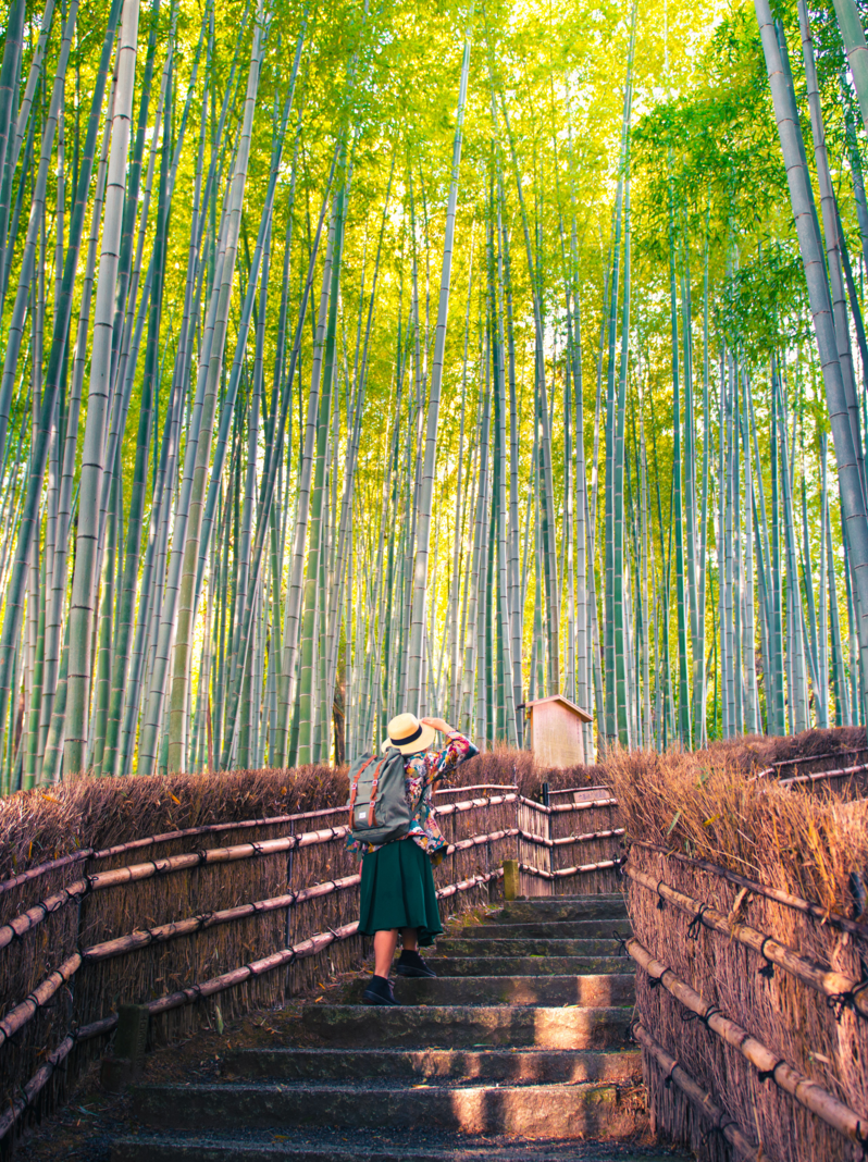 Tourist is walking through bamboo forest in Kyoto, Japan