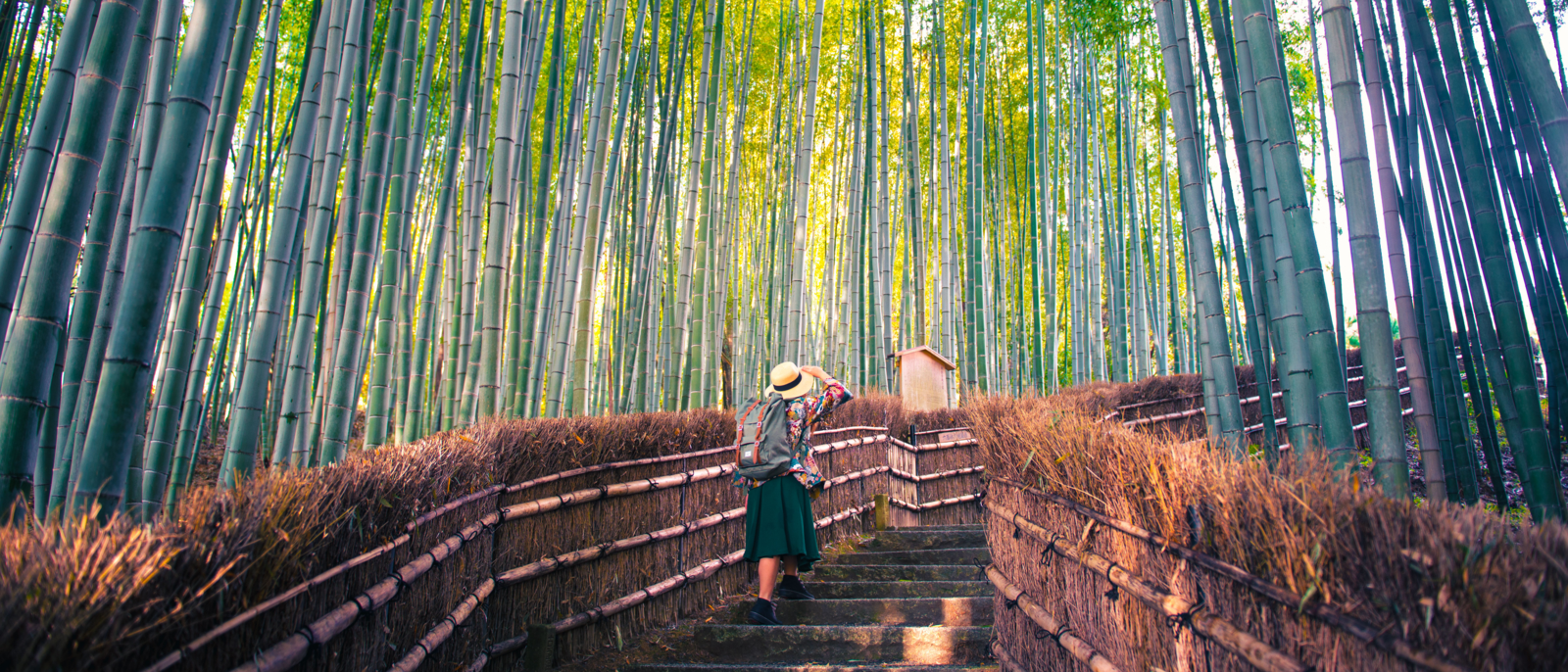 Tourist is walking through bamboo forest in Kyoto, Japan