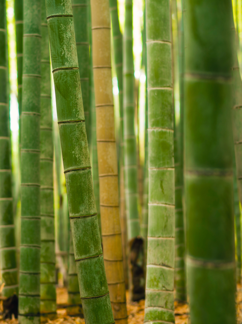 Superbe forêt naturelle de bambous macro