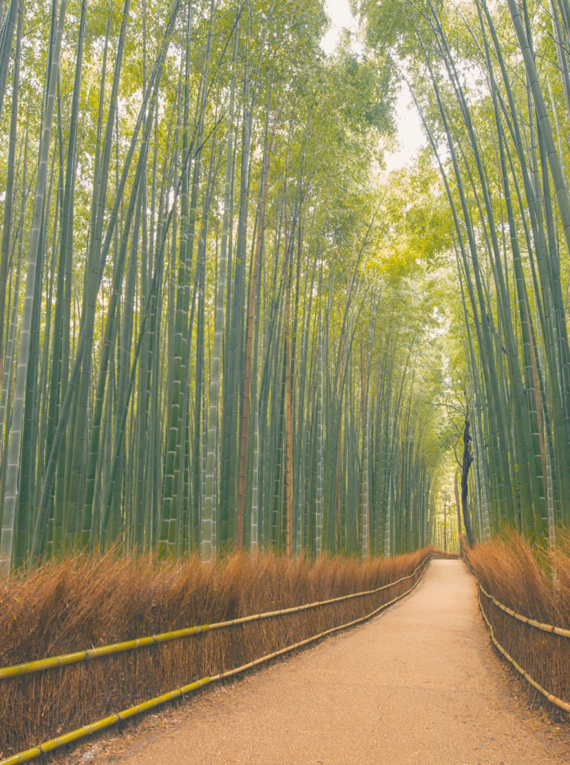 Bambushain, de Arashiyama, Kyoto, Japon