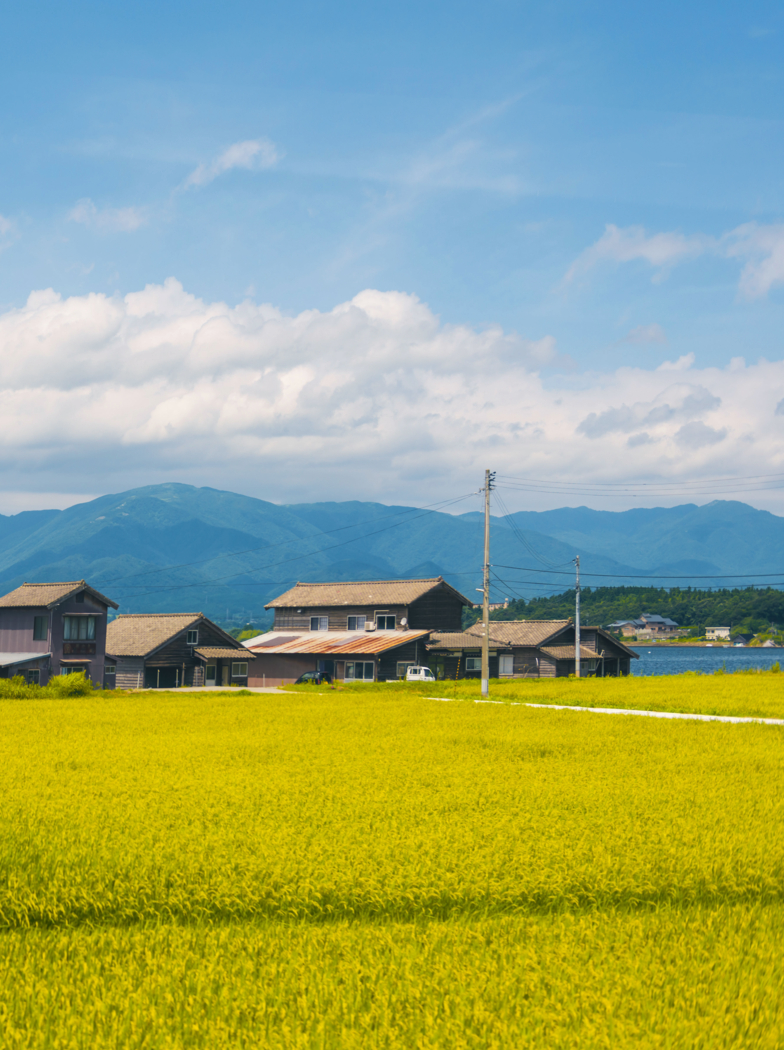 Wooden seasonal hauses of fishermens that cultivating shellfishes on Lake Kamo on Sado Island in Sea of Japan. It is summer day. In front view green rice field, in background blue sky.