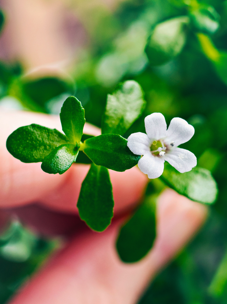Bacopa monnieri herb plant and flower, known from Ayurveda as Brahmi