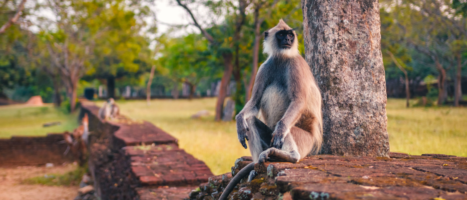 Gibbon singe assis et regardant autour, Sri Lanka