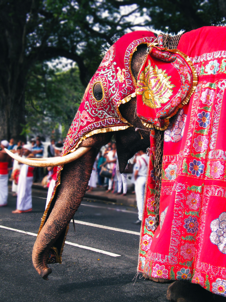 Dressed tusks elephant in Kandy Procession in sri lanka
