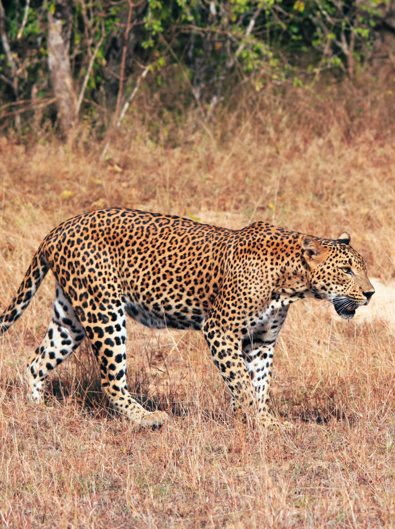 Sri Lankan Leopard (Panthera Pardus Kotiya) Walking in Grass, Yala, Sri Lanka - Image