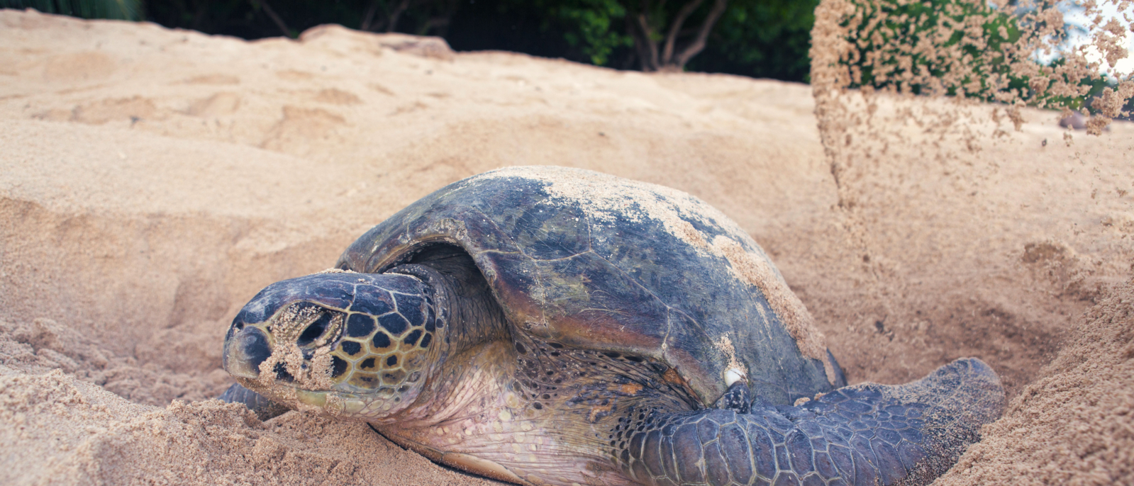 Green turtle (Chelonia mydas) laying her eggs and covering her nest on the beach in the daytime