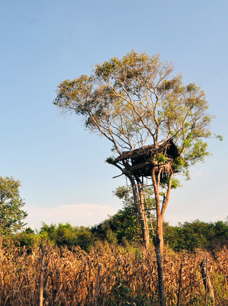 Pidurungala Rock with a tree house to escape wild elephants in Sri Lanka, near Sigiriya Rock