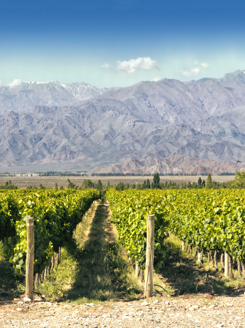 Beautiful springtime in vineyards at foot of the Andes. Tupungato, Mendoza, Argentina