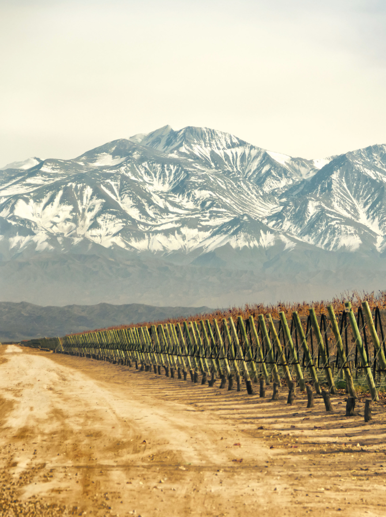 Vineyard in perspective, with background the Andes range. Mendoza, Argentina